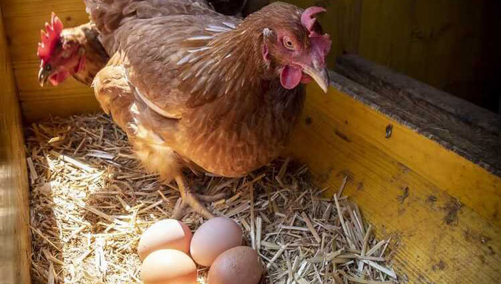 Ketrecmentes tojásokkal az állatok jóllétéért